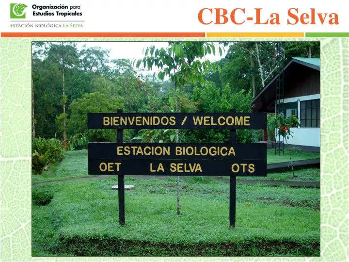 cbc la selva