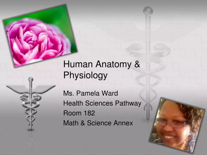 human anatomy physiology