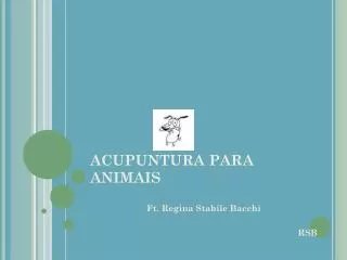 acupuntura para animais