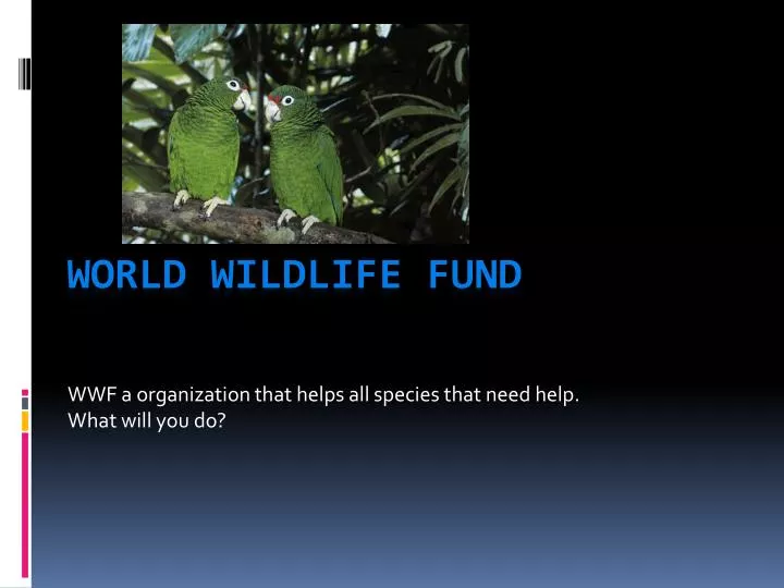 wwf a organization that helps all species that need help what will you do