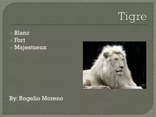 tigre
