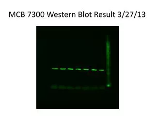 MCB 7300 Western Blot Result 3/27/13