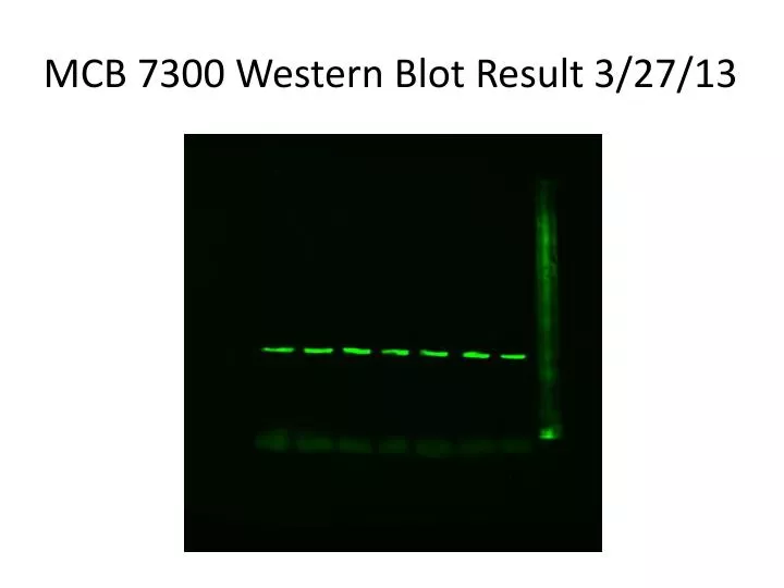 mcb 7300 western blot result 3 27 13