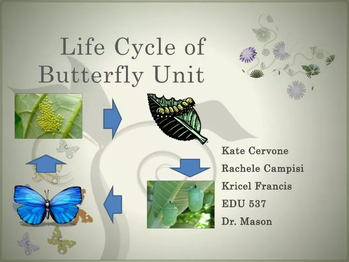 life cycle of butterfly unit