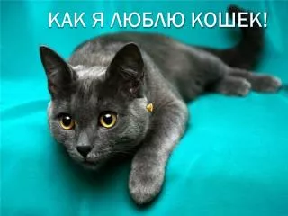 Как я люблю кошек!