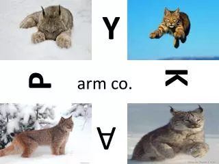 arm co.