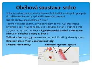 ob hov soustava srdce