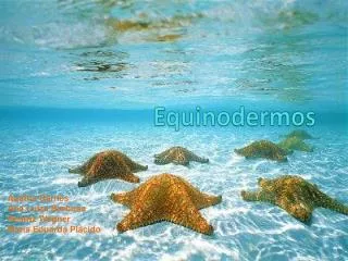 equinodermos