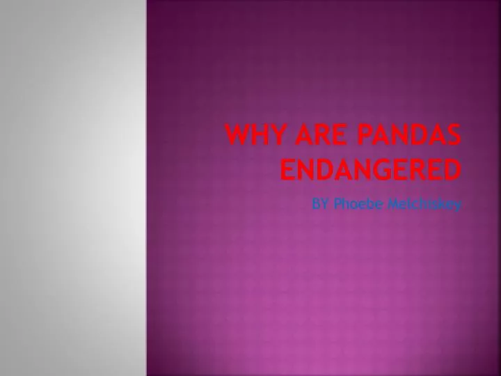 why are pandas endangered