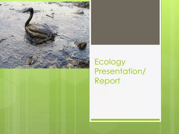 ecology presentation report