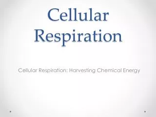 Cellular Respiration