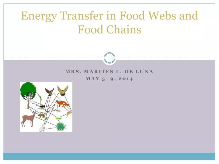 energy transfer in food webs and food chains