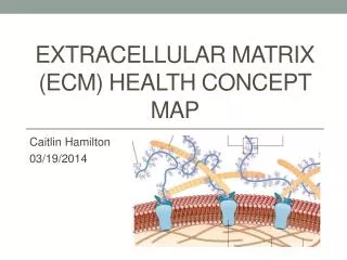 Extracellular matrix (ECM) Health concept map