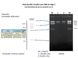 Teste Bsu36I e Eco81I com DNA do fago l ELECTROFORESE EM GEL DE AGAROSE A 0,7%