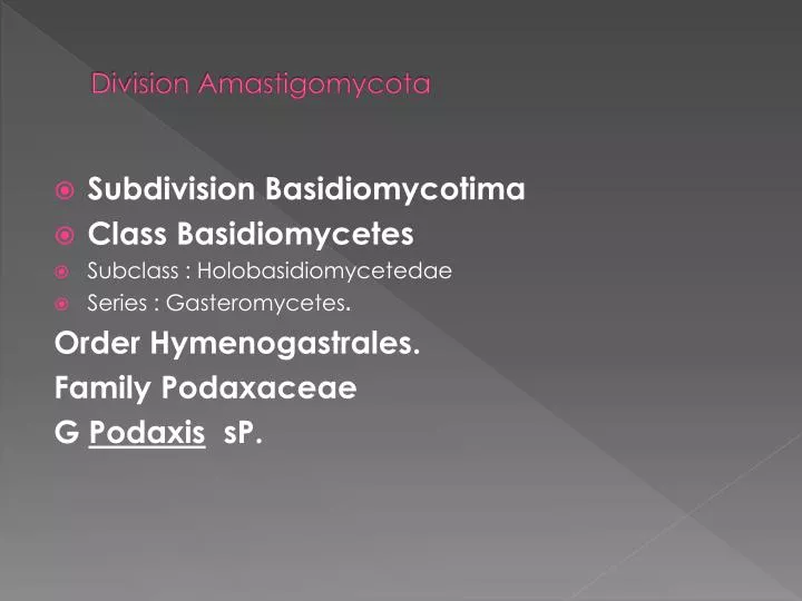 division amastigomycota