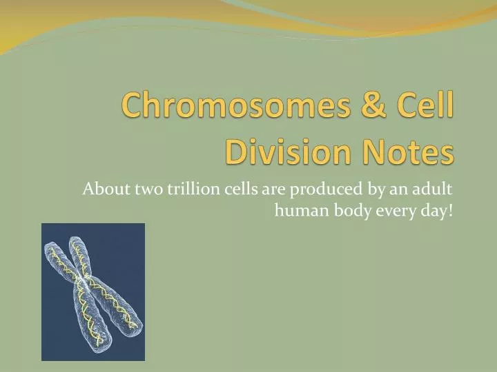 chromosomes cell division notes