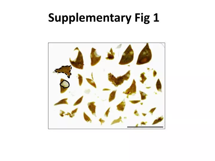 supplementary fig 1