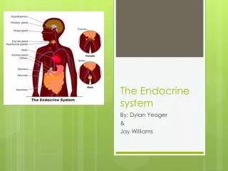 The Endocrine system