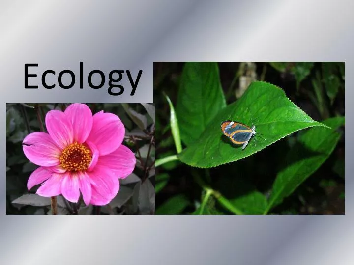 PPT - Ecology PowerPoint Presentation, Free Download - ID:3251125