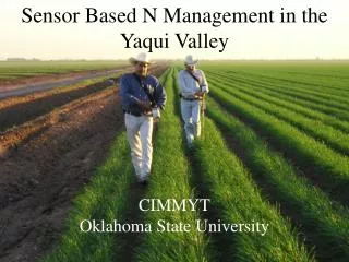 Sensor Based N Management in the Yaqui Valley