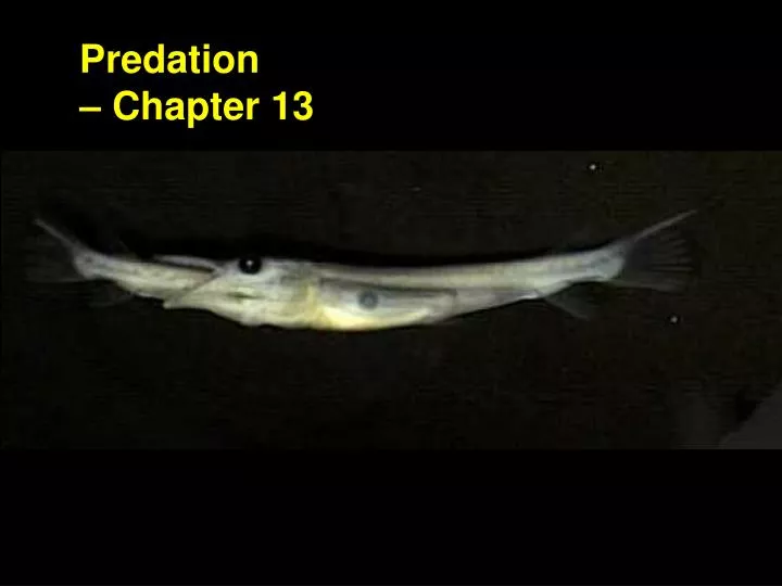 predation chapter 13