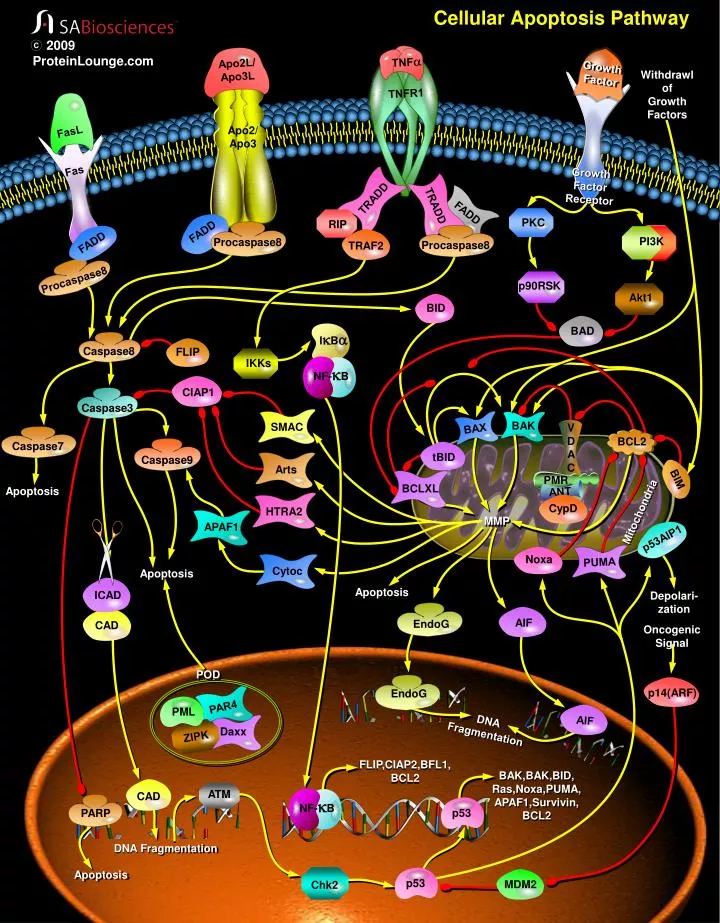 cellular apoptosis pathway