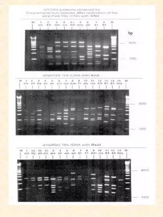 ARDRA identification scheme of coryneforms