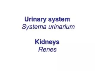 Urinary system Systema urinarium Kidneys Renes