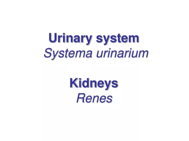 urinary system systema urinarium kidneys renes