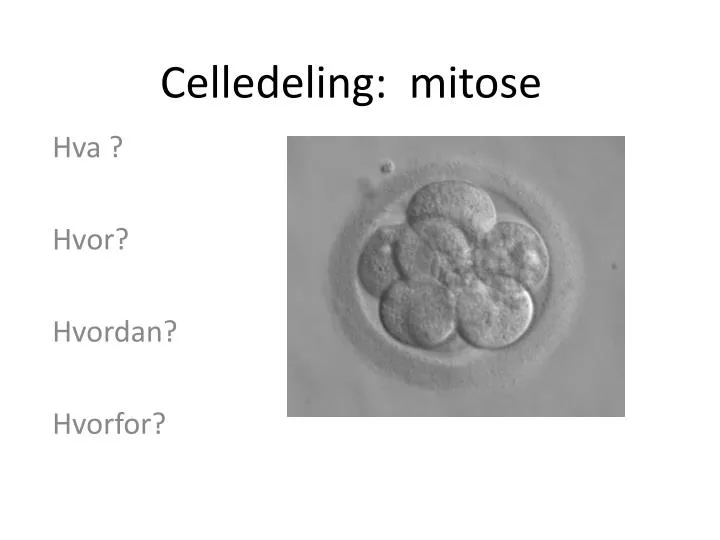 celledeling mitose