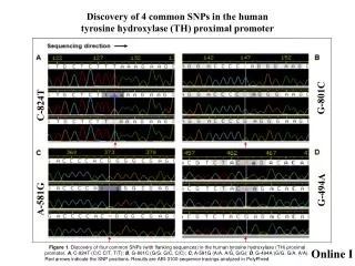 Discovery of 4 common SNPs in the human tyrosine hydroxylase (TH) proximal promoter