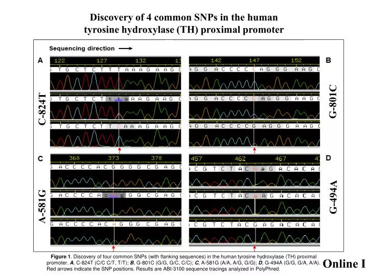 discovery of 4 common snps in the human tyrosine hydroxylase th proximal promoter