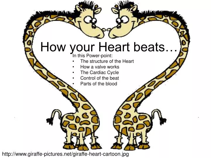 how your heart beats