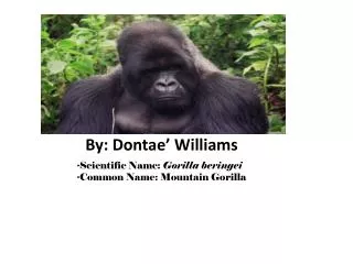 ?Scientific Name: Gorilla beringei ?Common Name: Mountain Gorilla