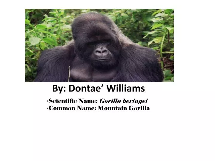 scientific name gorilla beringei common name mountain gorilla