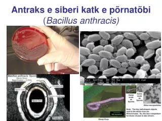 Antraks e siberi katk e põrnatõbi ( Bacillus anthracis)