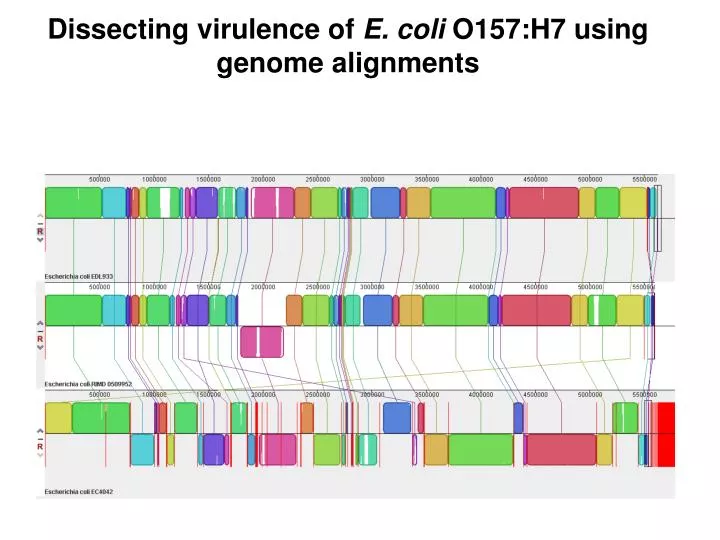 dissecting virulence of e coli o157 h7 using genome alignments