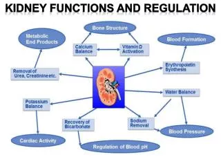 Kidney Functions and regulation