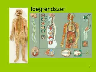 idegrendszer