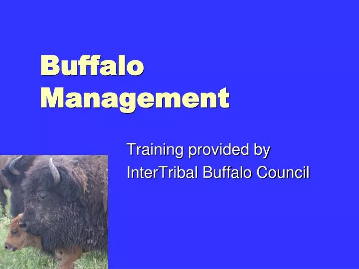 buffalo management