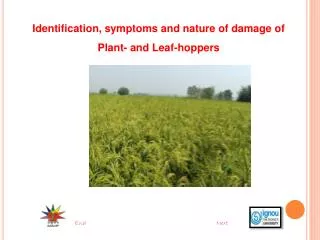 Identification, symptoms and nature of damage of Plant- and Leaf-hoppers