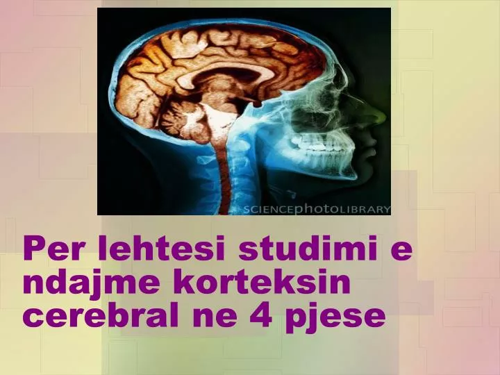 per lehtesi studimi e ndajme korteksin cerebral ne 4 pjese