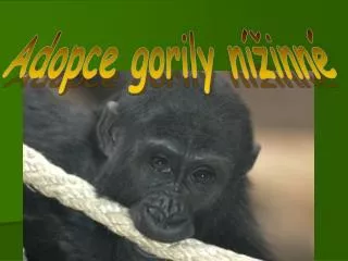 Adopce gorily nížinné