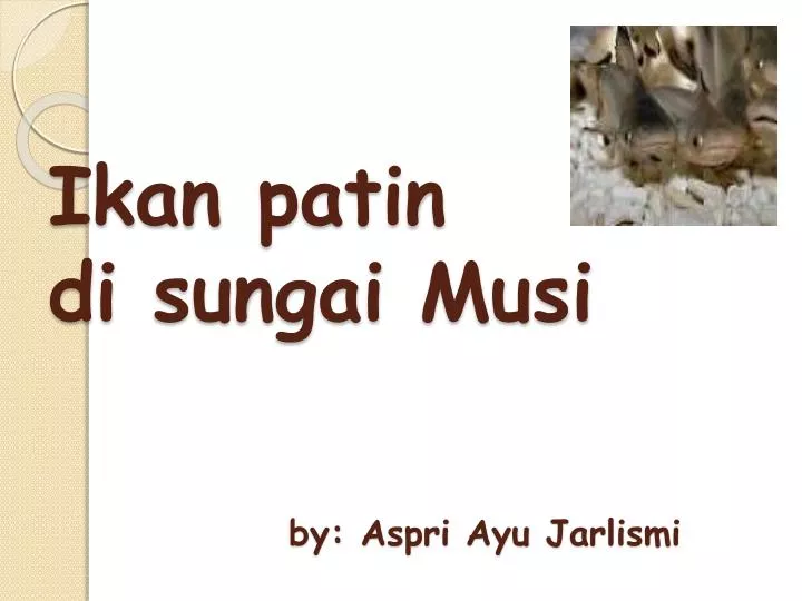 ikan patin di sungai musi by aspri ayu jarlismi