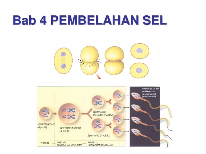 bab 4 pembelahan sel