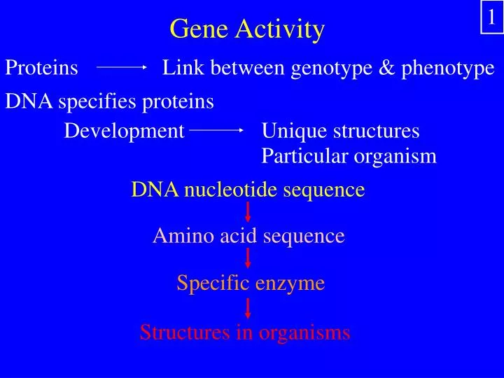 gene activity
