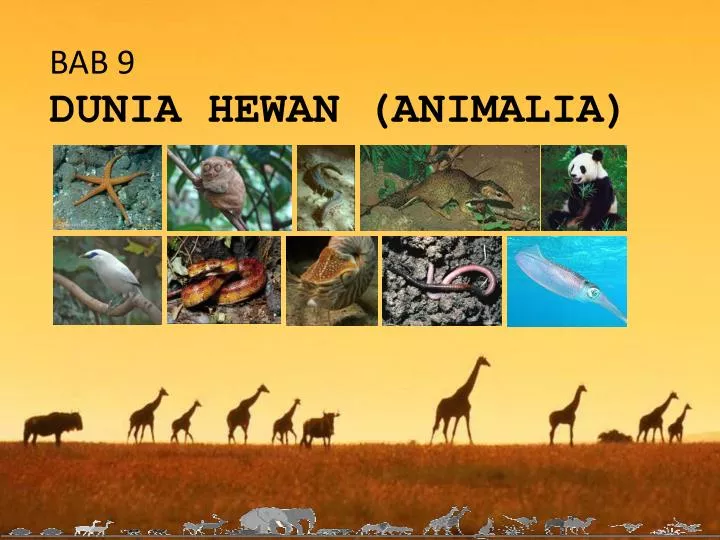 bab 9 dunia hewan animalia