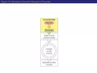 Figure 7.6 Glycolysis Converts Glucose to Pyruvate