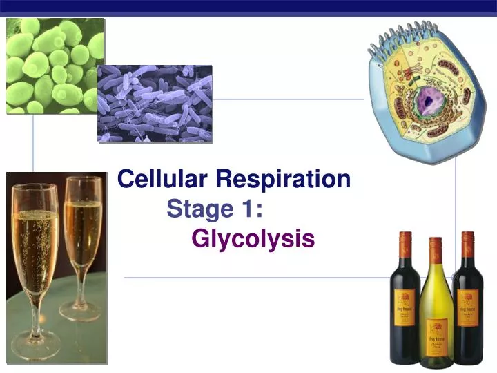 cellular respiration stage 1 glycolysis