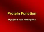 Protein Function - slide 1